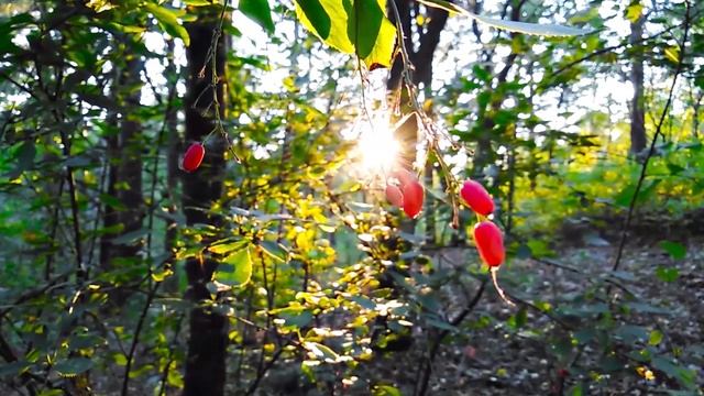 Relax music 3. Russia. Ekaterinburg city. Autumn 2020. Parks in the city смотреть онлайн