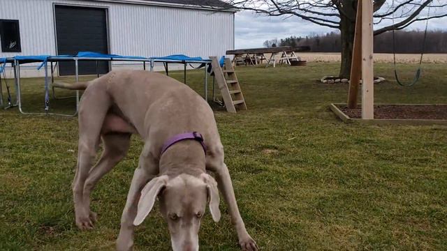 Simcoe Dog-Weimaraner смотреть онлайн
