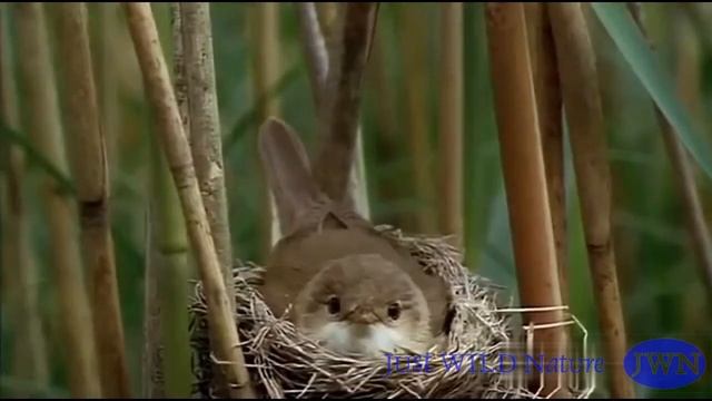 Кукушонок выбрасывает птенцов-соседей из гнезда, чтобы расти одному и получать больше пищи смотреть онлайн