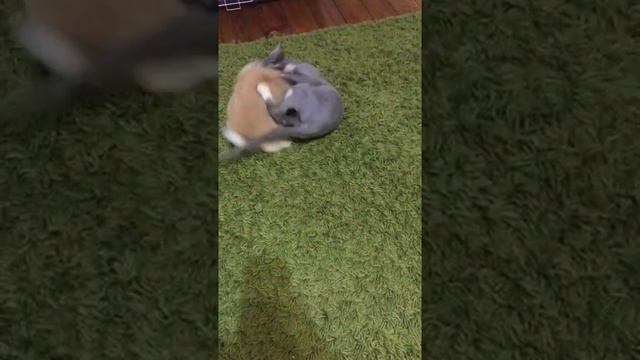 Кошка и кролик играют смотреть онлайн