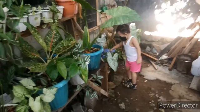 Na kay donita rose pa kaya ang binigay kong rosaryo, plantita life @jhosimplevlog6666 смотреть онлайн