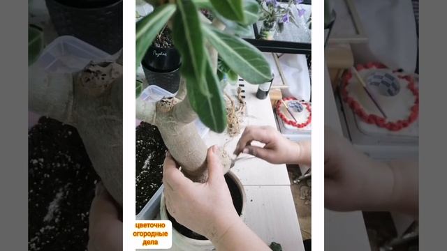 Пересадка взрослого адениума смотреть онлайн