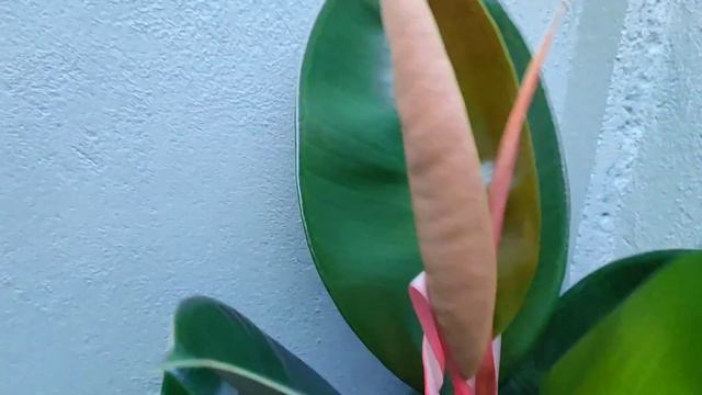 My Rubber Plant | Ficus Elastica Plant Care смотреть онлайн