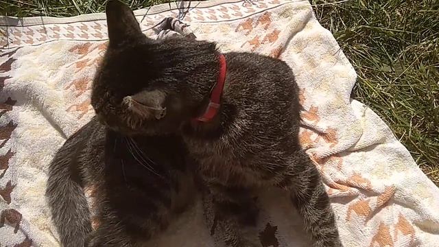 Кот на Пермяковском озере, Нижний Новгород смотреть онлайн