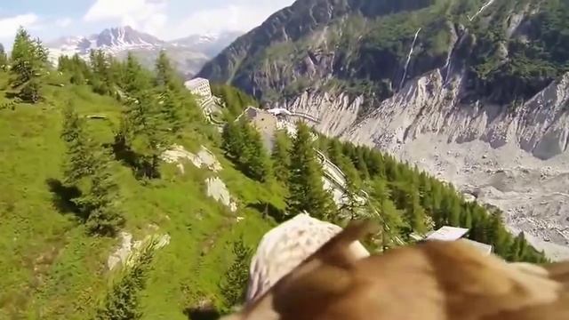 Летящий орел с камерой смотреть онлайн