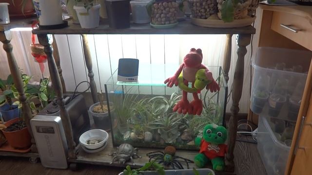 Комнатные цветы/растения. Папоротники. Обзор цветов на кухне. По просьбе подписчиков. смотреть онлайн