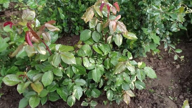 Цветы жизни и возможностей