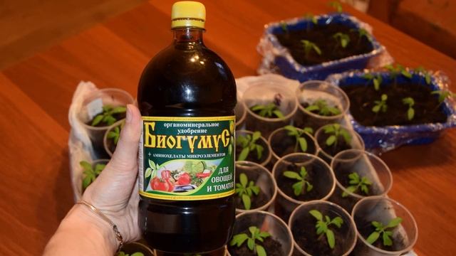 Подкормка рассады томатов биогумусом чтобы были толстенькие стебли смотреть онлайн