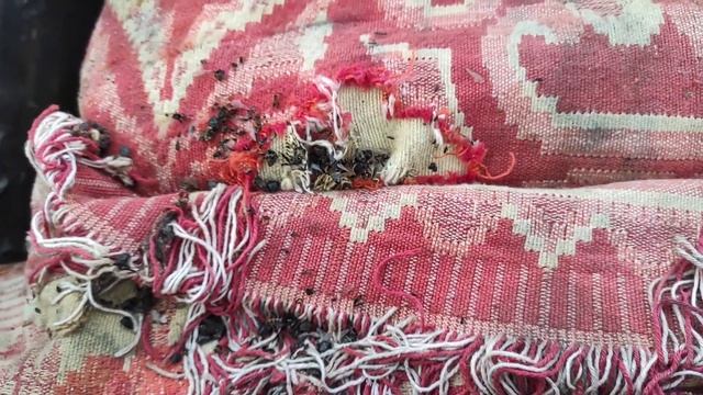 Пчеловодство.Кранты пасеке УЖАС! Семьи просели после нашествия землероек! Защита не помогает. смотреть онлайн