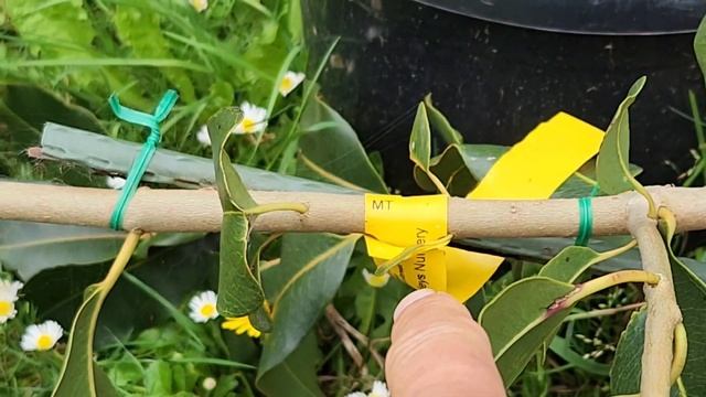 How I Almost Lost My Young Java Plum/Jambolan/Jamun Tree! смотреть онлайн
