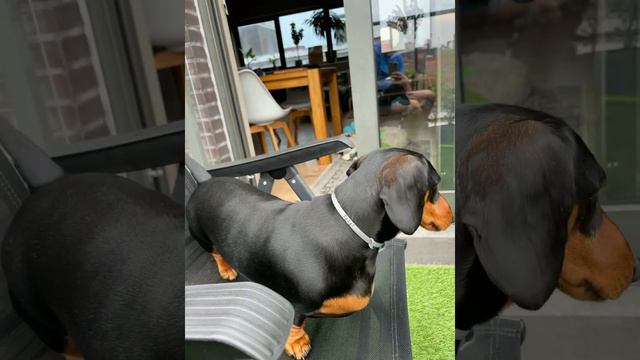 Mini dachshund Lars in moods смотреть онлайн