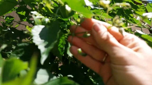 Кампсис, который живет в подвале смотреть онлайн