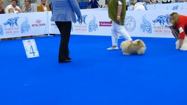 World Dog Show 2016 пекинесы щенки смотреть онлайн
