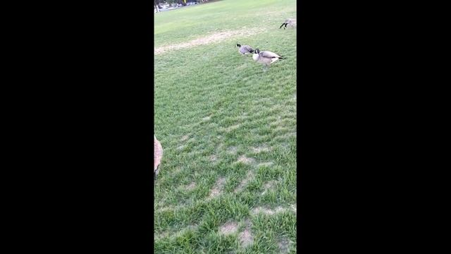 Гуси перелетные гадят и никуда не перелетают - хожу как по минному полю смотреть онлайн