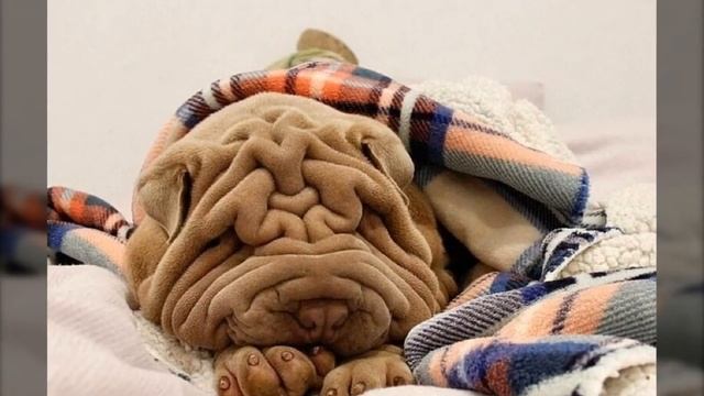 Собака или плед? Пользователей сети очаровал морщинистый шарпей Харви смотреть онлайн
