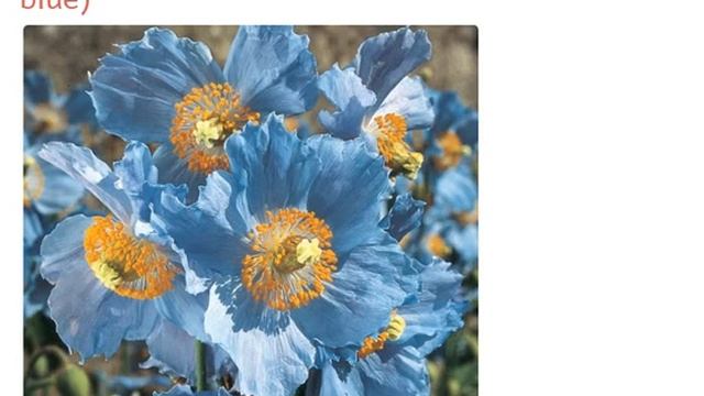 Мак меконопсис буквицелистный голубой (papaver meconopsis betonicifolia blue) смотреть онлайн