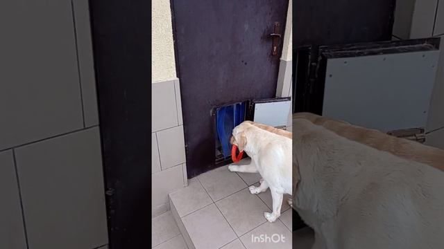 Шторка для будки, установлена на двери питомника лабрадоров.