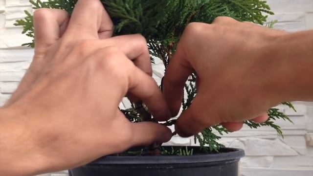 Бонсай с самого начала - Туя - Школа Бонсай 