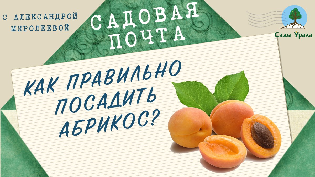 Садовая почта: Как правильно посадить абрикос? Выпуск 1 смотреть онлайн