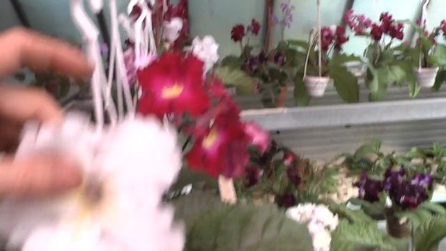 Стрептокарпусы Диметрис 21 07 2016г смотреть онлайн