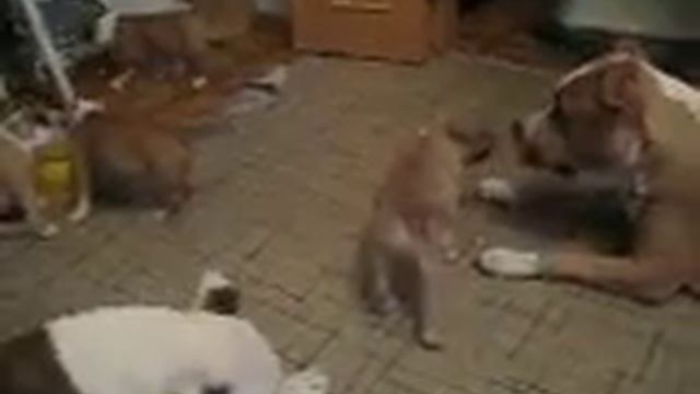 Видео 004.avi смотреть онлайн