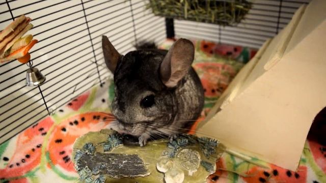 How To Build Your Chinchilla's Trust