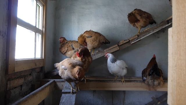 Куры Венгерский Великан. / Chicken breed Hungarian giant смотреть онлайн