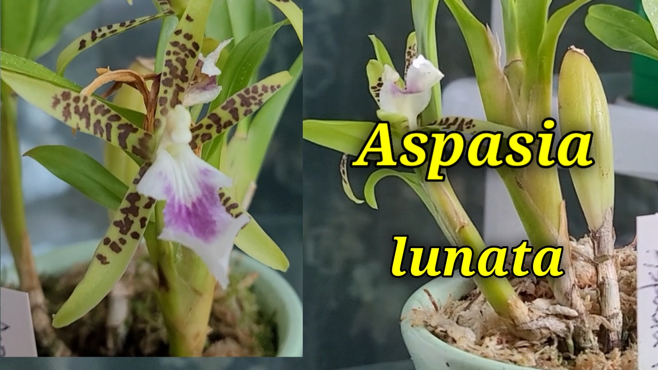 Aspasia Lunata первое домашнее цветение.