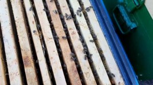 Как из двух слабых семей сделать медовик с двумя матками