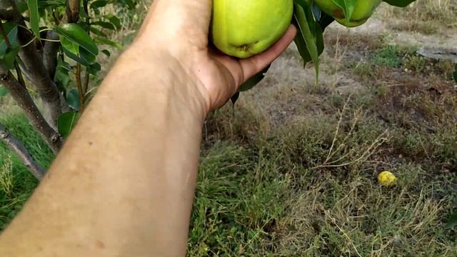 19.09.2020 г. Неизвестный мне сорт груши. смотреть онлайн