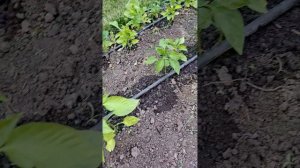 Курчавость листьев на перце.