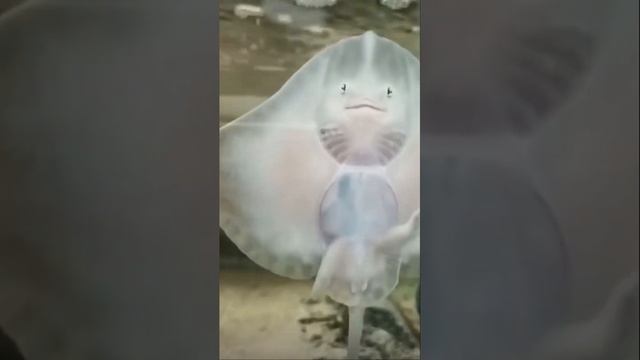 Самый милый скат в мире?? #beautiful #мило #красиво #relaxing #расслабление #top смотреть онлайн