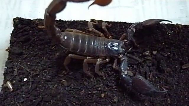 Heterometrus swammerdami (Simon, 1872) смотреть онлайн