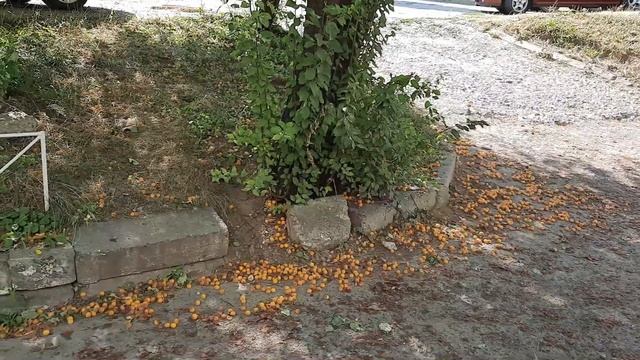 ВЕСЬ КРАСНОДАР УСЫПАН ЯГОДАМИ!!! смотреть онлайн