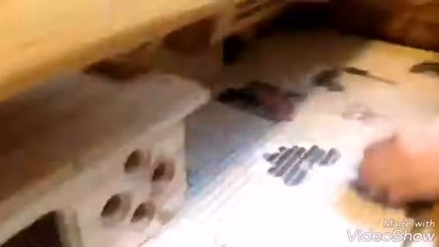 Заселение морских свинок в стеллаж смотреть онлайн