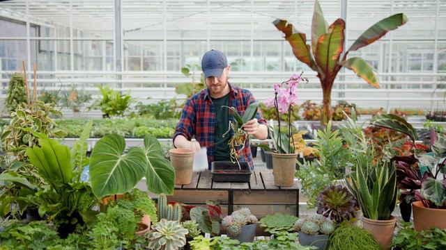 How to keep Phalaenopsis Orchids flowering | Busting Houseplant Myths with Tony Le-Britton | The RH смотреть онлайн