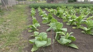 Как вырастить Курительный табак.