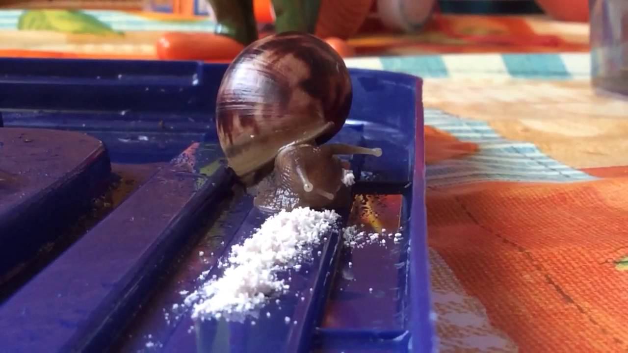 Улитка Ахатина кушает