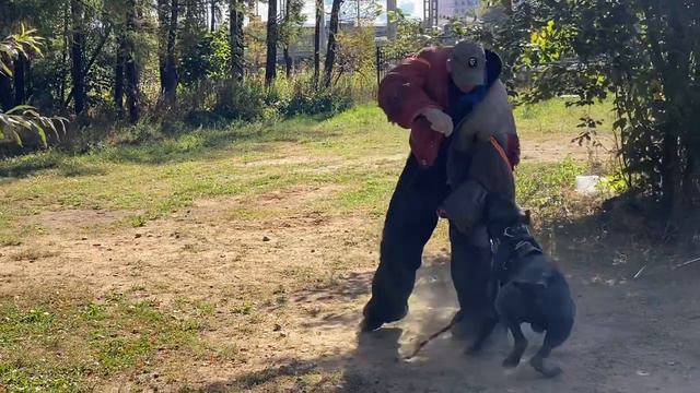 Трой против ультразвука #tttt #cane #canecorso #канекорсо #canecorsoitaliano #канекорсоитальяно смотреть онлайн