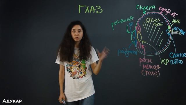 Сенсорные системы| Строение глаза и уха| Биология ЦТ, ЕГЭ смотреть онлайн