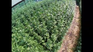 ОЧЕНЬ ВАЖНАЯ ПОДКОРМКА ДЛЯ ХРИЗАНТЕМЫ