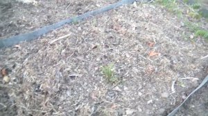 КАК СДЕЛАТЬ ЗЕМЛЮ ПЛОДОРОДНОЙ. Как восстановить плодородие земли. Весенние работы в огороде..mp4