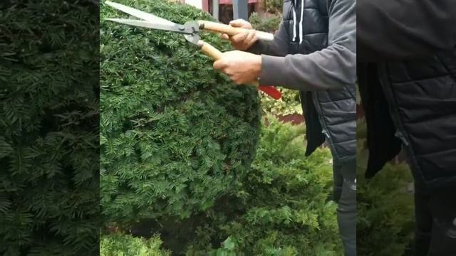 стрижка тису куля на штамбі смотреть онлайн