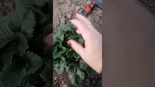 Земляника садовая Купчиха смотреть онлайн