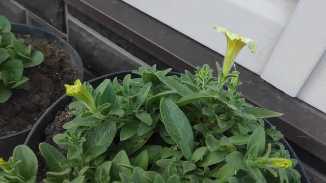 Подкормите так петунию для красивого пышного куста ‼ смотреть онлайн