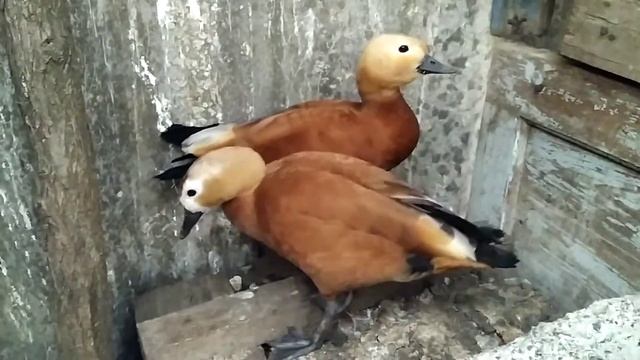 Утка огарь после гнездового периода /// Разведение утки огарь /// смотреть онлайн