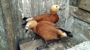 Утка огарь после гнездового периода /// Разведение утки огарь ///