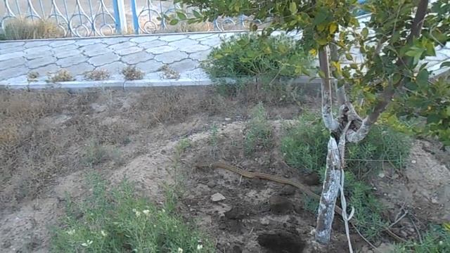 Бекет-Ата | Змея - это хороший знак от святого смотреть онлайн