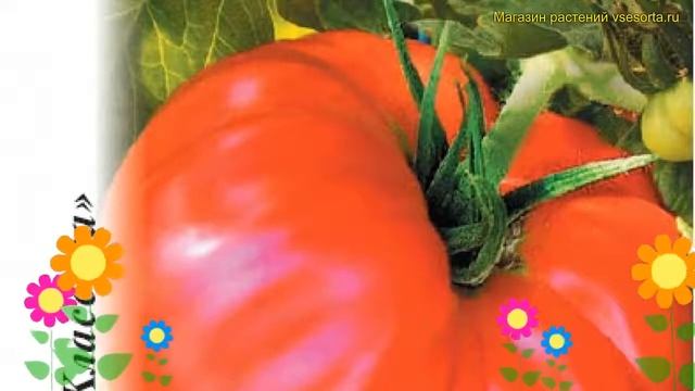 Томат обыкновенный Добрыня Никитич. Краткий обзор, описание характеристик Добрыня Никитич смотреть онлайн