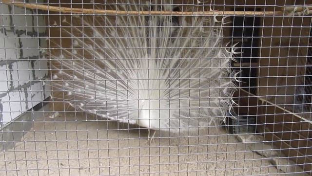 2018.06.24 Белая Церковь - Александрия - Зоопарк 04 смотреть онлайн